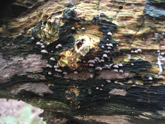 Resupinatus trichotis