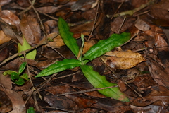 Habenaria plantaginea