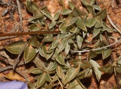 Lotononis argentea