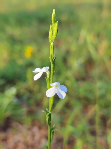 Striga angustifolia observed 2025-12-15