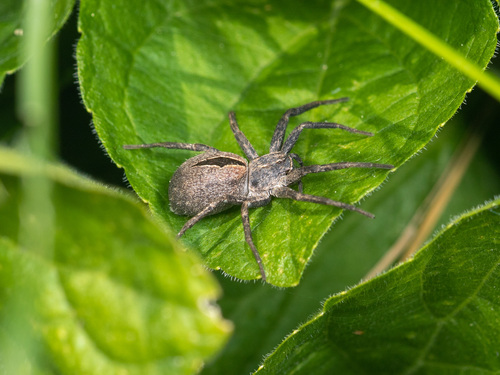 Common Lance-backed Crab Spider, Талгар, Казахстан, photo 10 of 10