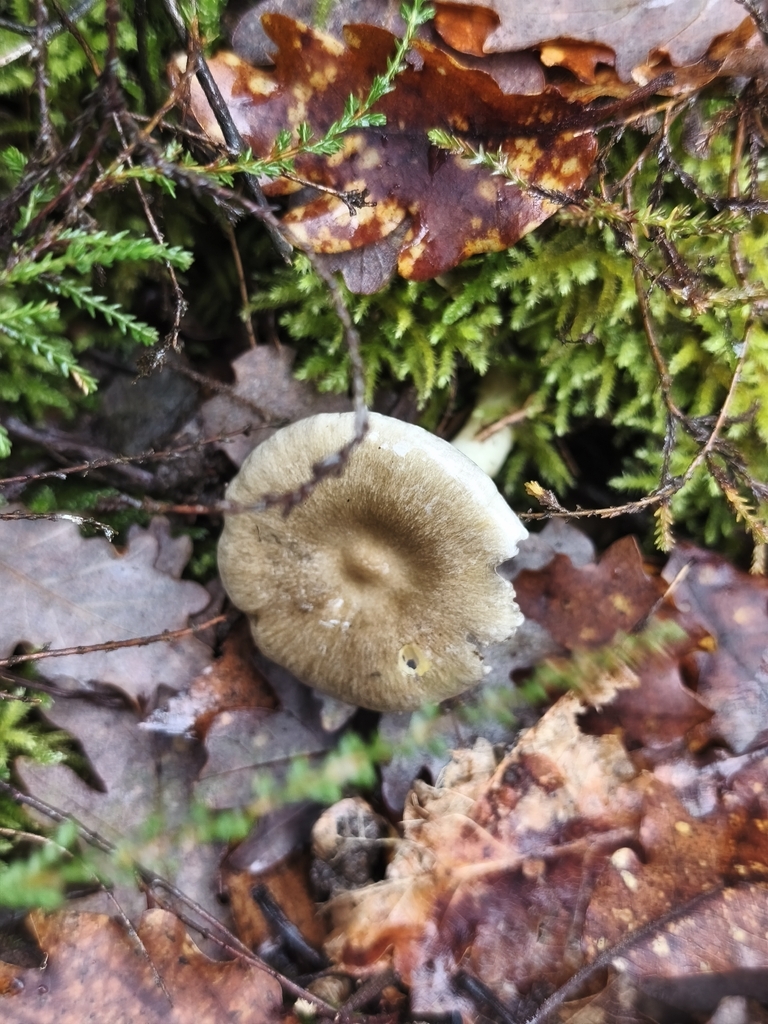 Hygrophorus hypothejus · December 2025 · photo: © mycototor (iNaturalist, cc-by)