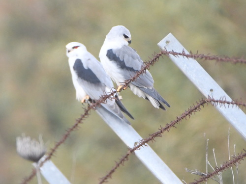 Black-winged Kite