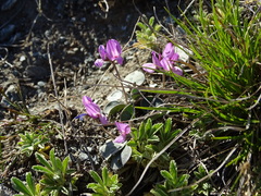Gueldenstaedtia monophylla