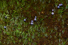 Utricularia arcuata