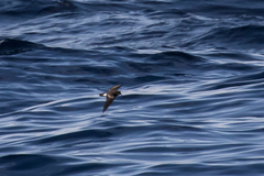 Hydrobates leucorhous
