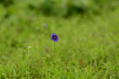Exacum pumilum