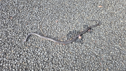 Eastern Small-eyed Snake sighting