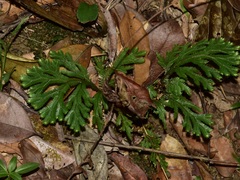 Selaginella intermedia