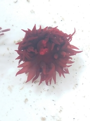 Actinia ebhayiensis