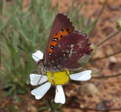 Aloeides thyra thyra