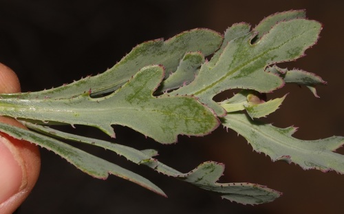 Othonna ciliata