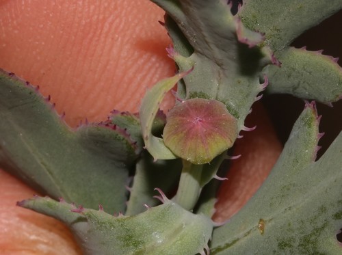 Othonna ciliata