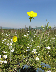 Ranunculus illyricus