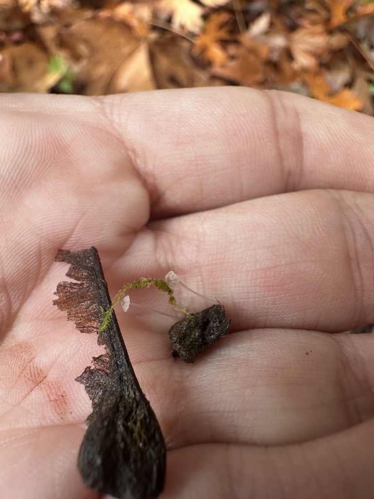 Phloeomana speirea · December 2025 · photo: © katrinamccollough (iNaturalist, cc0)