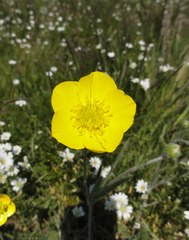 Ranunculus illyricus