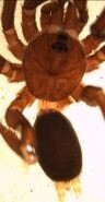 Ctenolophus cregoei