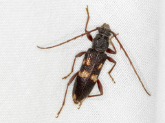 Phoracantha punctata