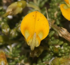Aspalathus brevicarpa
