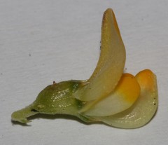 Aspalathus brevicarpa