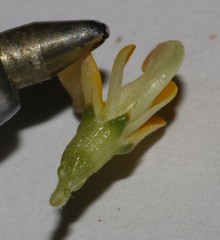 Aspalathus brevicarpa