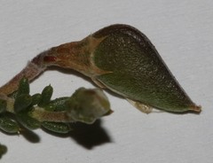 Aspalathus brevicarpa