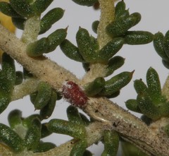 Aspalathus brevicarpa