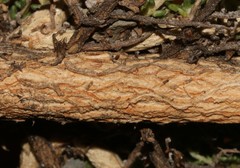 Aspalathus brevicarpa