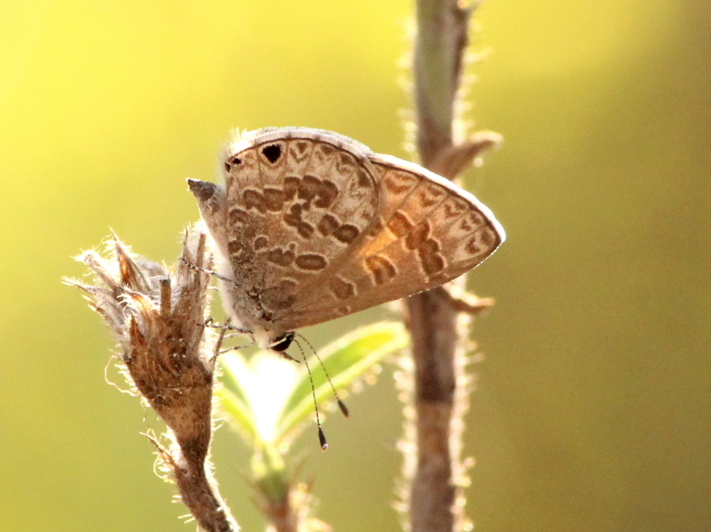 White-tipped Line Blue