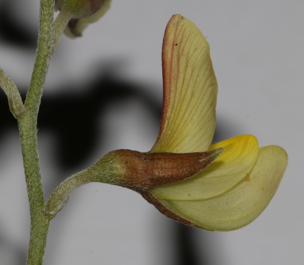 Lotononis exstipulata