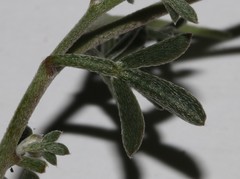 Lotononis exstipulata