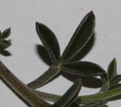 Lotononis exstipulata