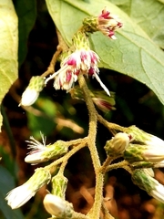 Decaneuropsis gratiosa