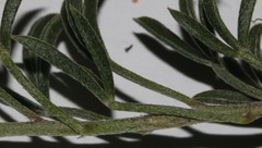 Lotononis exstipulata