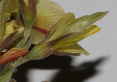 Lotononis exstipulata