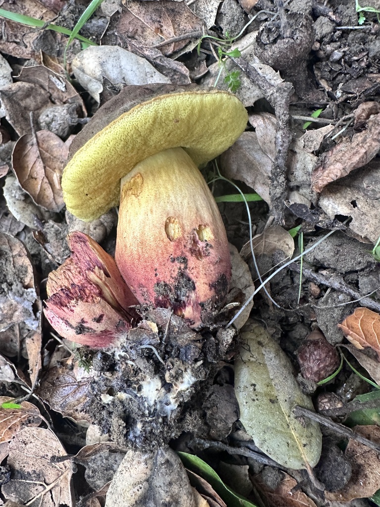 Xerocomellus dryophilus · December 2025 · photo: © katrinamccollough (iNaturalist, cc0)