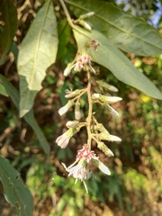 Decaneuropsis gratiosa