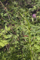 Ostericum maximowiczii