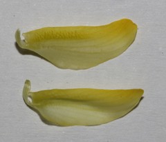 Lotononis exstipulata