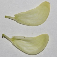 Lotononis exstipulata