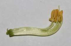 Lotononis exstipulata