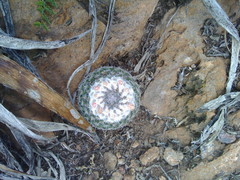 Mammillaria chionocephala
