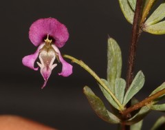 Indigofera dillwynioides