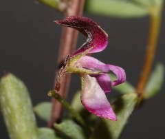 Indigofera dillwynioides