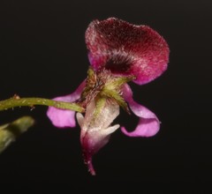 Indigofera dillwynioides