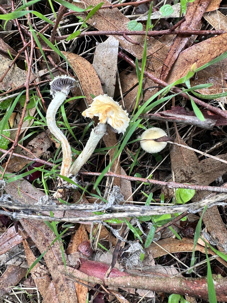 Leratiomyces percevalii · December 2025 · photo: © katrinamccollough (iNaturalist, cc0)