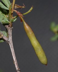 Indigofera dillwynioides