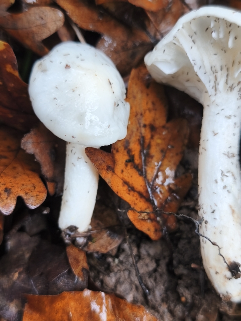 Hygrophorus eburneus · December 2025 · photo: © mycototor (iNaturalist, cc-by)