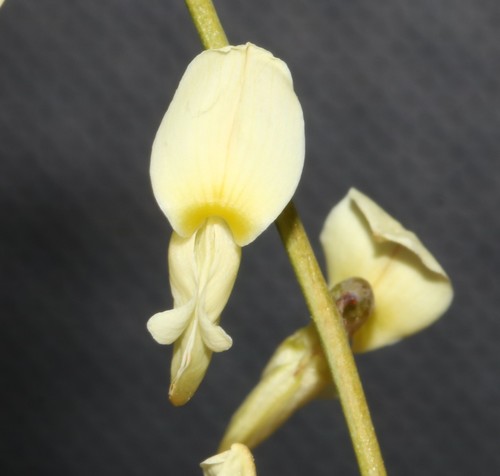Fours Wingpea (Wiborgia tetraptera)