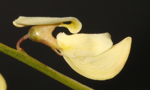 Image of Wiborgia tetraptera by (c) Brian du Preez, some rights reserved (CC BY-SA)
